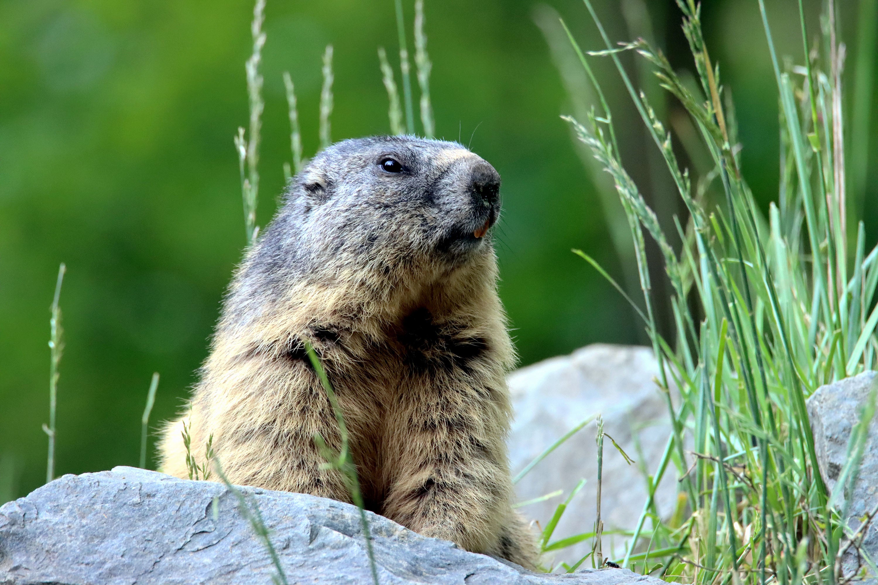 How to trap and remove problem woodchucks in New York, Woodchuck