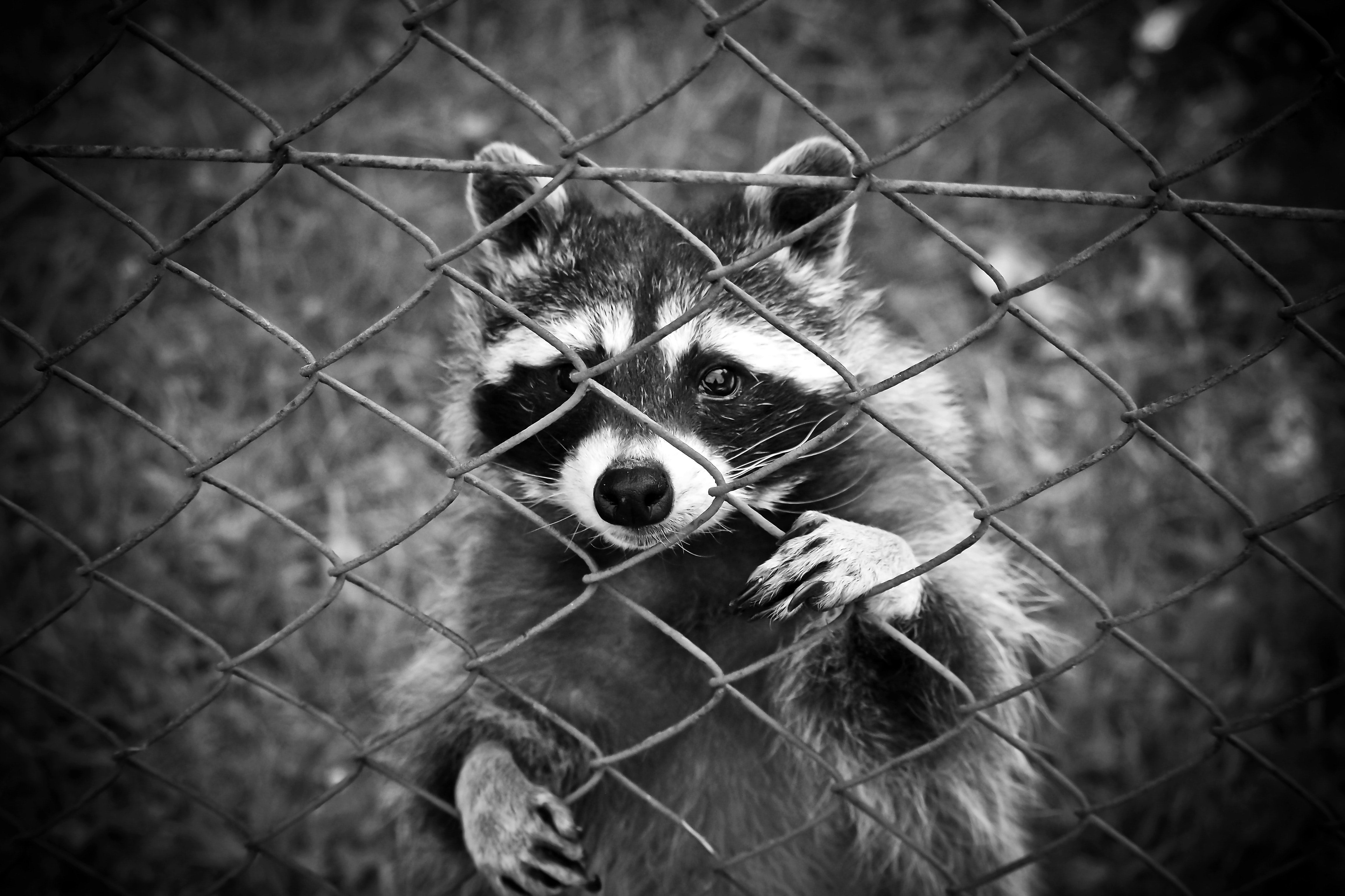 RACCOON ONE WAY DOOR  Animal Traps & Supplies