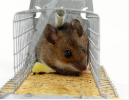 The Right Way to Set a Humane Mouse Trap