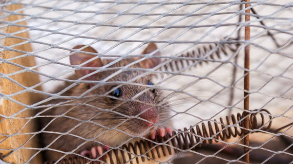 The Best Reasons to Use a Humane Mouse Trap