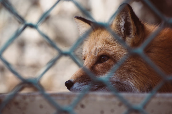 The Legality of Animal Cage Traps in the United States: Catch-and-Release Laws Explained