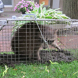 Easy to Use and Humane X-Large Animal Trap for Large Critters | Live Traps  for Cats, Racoons, Groundhogs, Opossums (36x10x12)