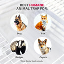 LifeSupplyUSA Heavy Duty Catch Release Large Live Humane Animal Cage Trap for Foxes Raccoons Badgers Coyotes and Other Similar Sized Animals 42x15x15 - 1-Pack,42 x 15 x 15